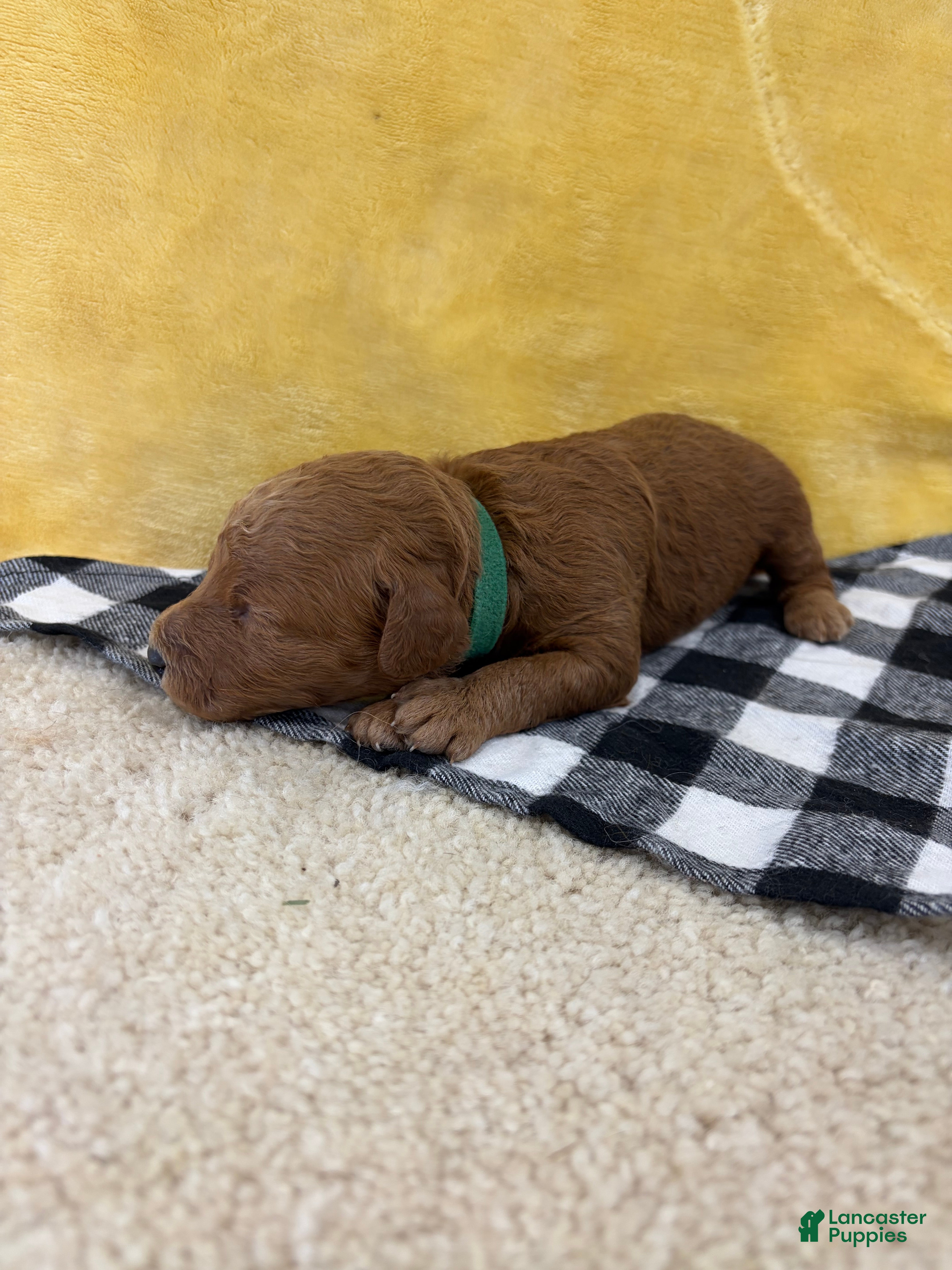 Mini Goldendoodle dogs Ace - Ad 1