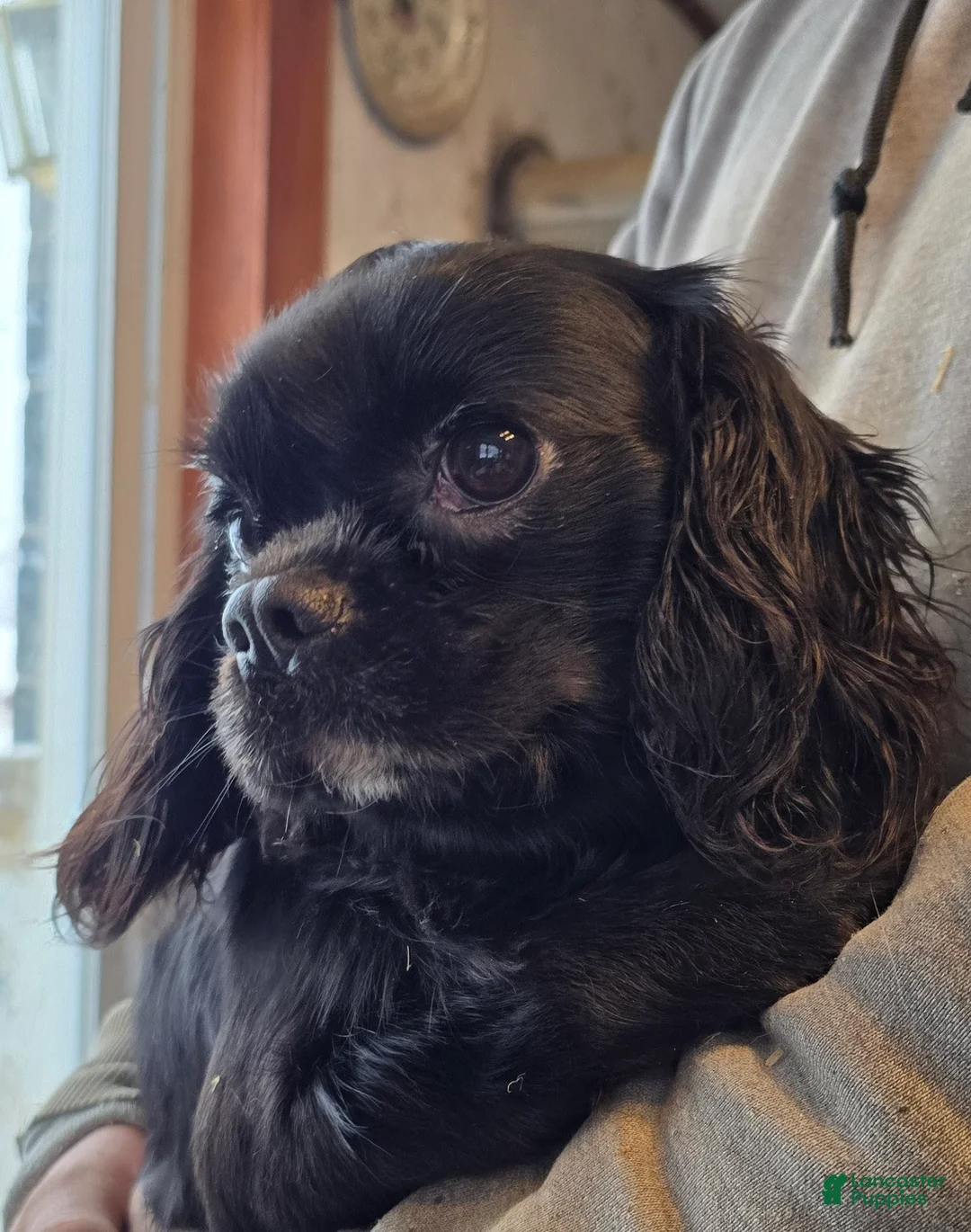 Cavalier King Charles Spaniel dogs for sale: Cole - Ad 1