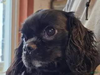 Cavalier King Charles Spaniel dogs Cole - Ad 1