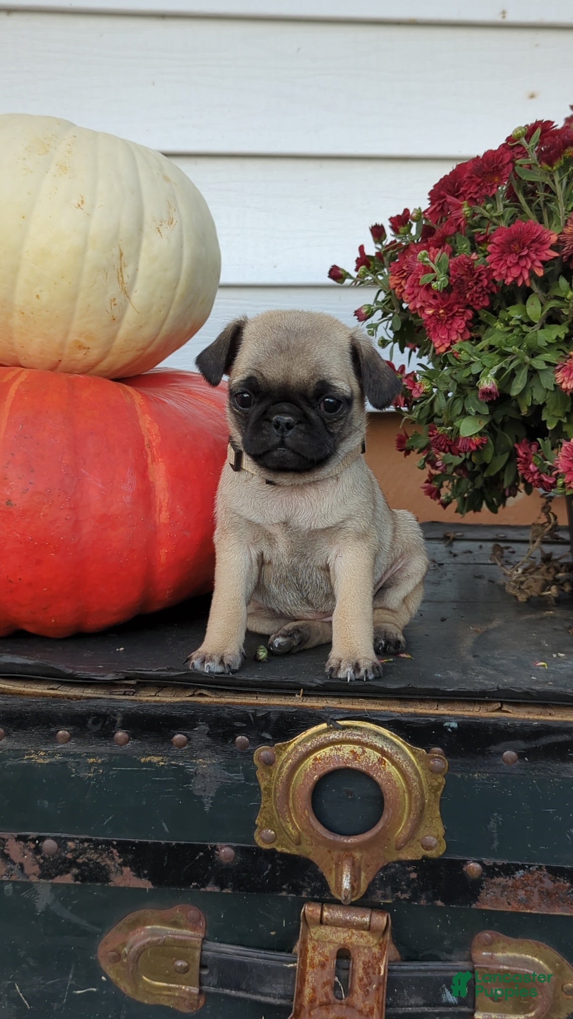 Pug dogs Sprite - Ad 2