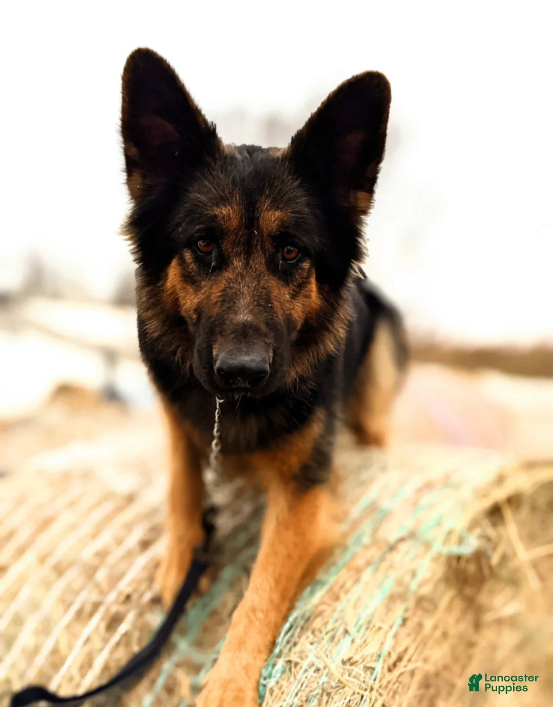 German Shepherd dogs for sale: Roxy - Ad 4