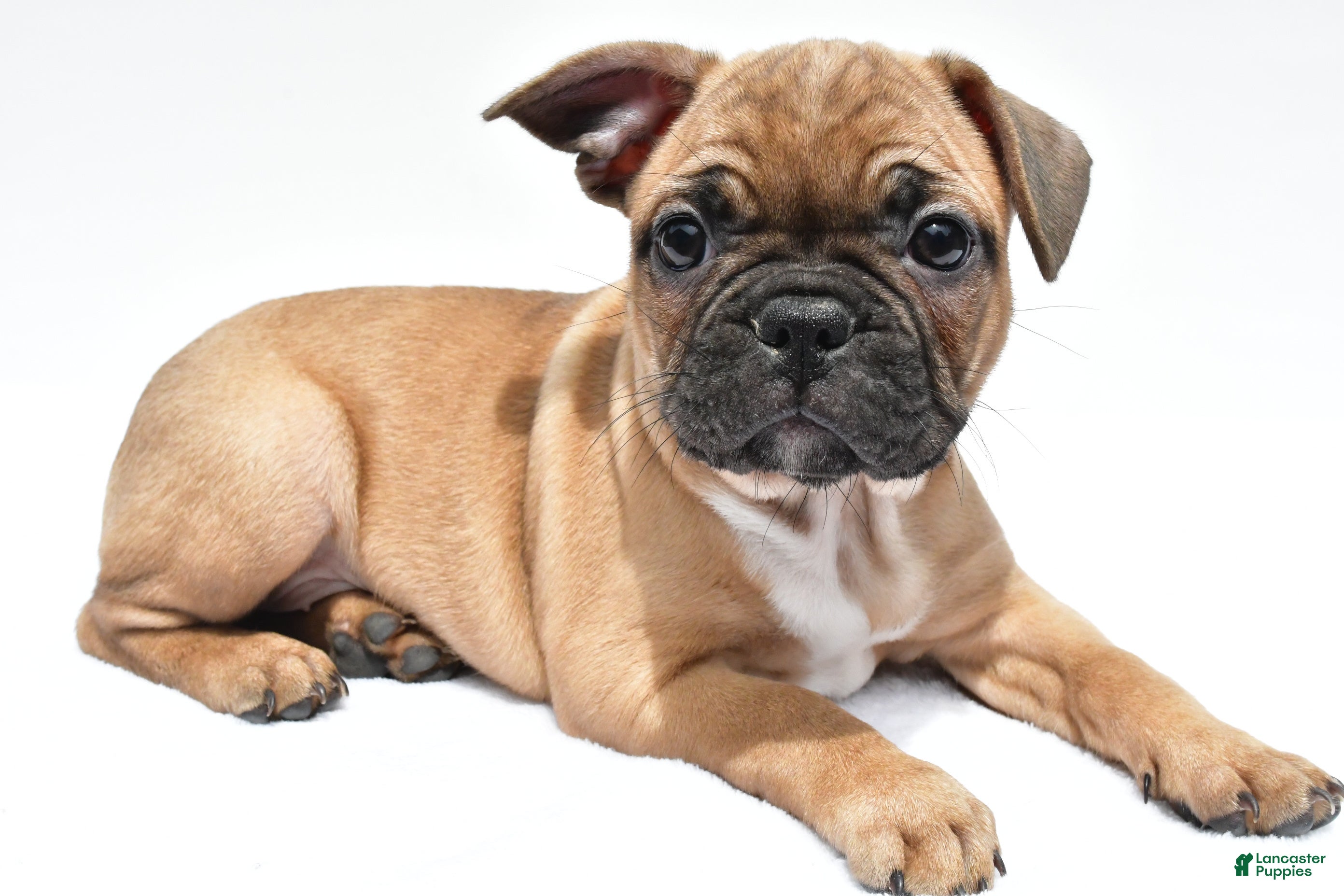 Frenchton dogs Abby - Ad 1