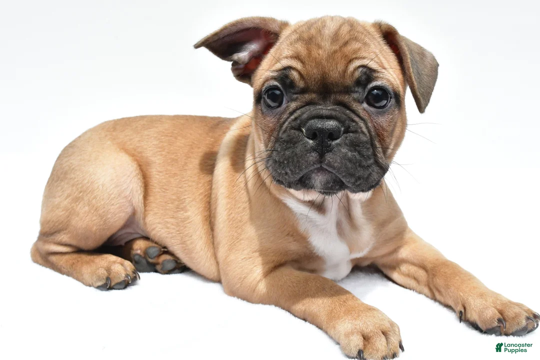 Frenchton dogs for sale: Abby - Ad 1