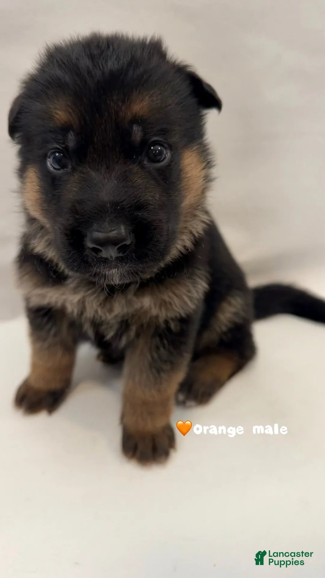 German Shepherd dogs for sale: Orange - Ad 2