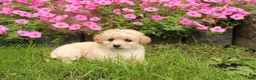 Cavapoochon dogs for sale: Maverick - Ad 4