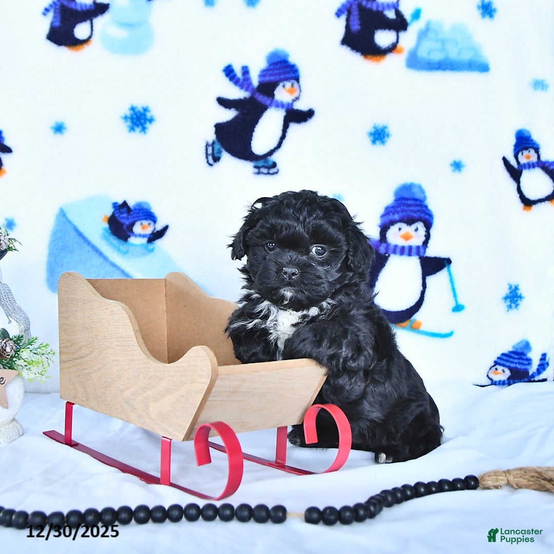 Shihpoo dogs for sale: Jackie - Ad 2