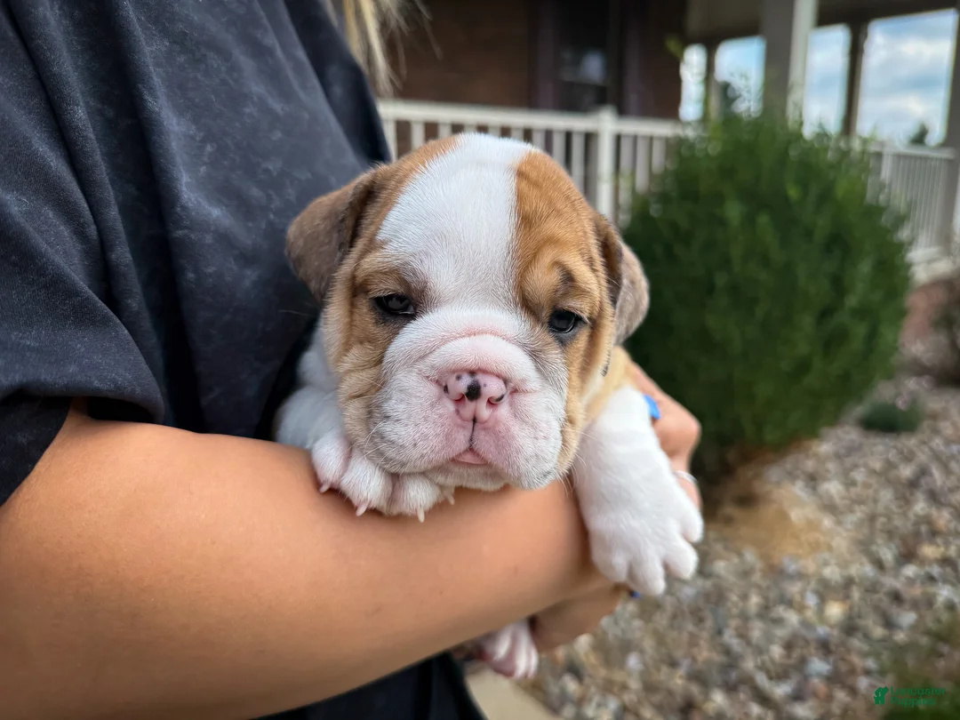 English Bulldog dogs for sale: George - Ad 2