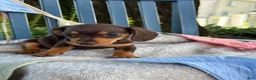 Miniature Dachshund dogs for sale: Tinkerbelle - Ad 10