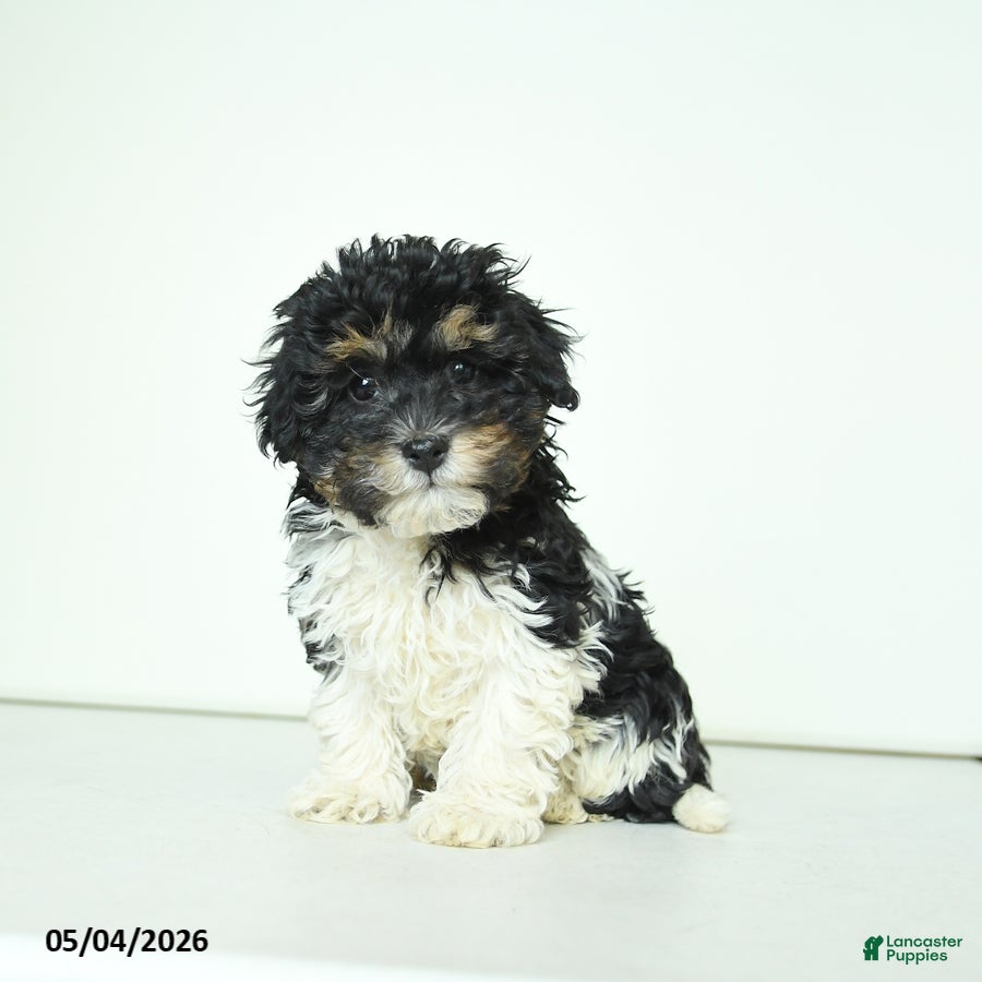 Havapoo dogs for sale: Happy - Ad 4