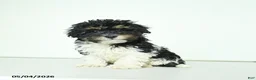 Havapoo dogs for sale: Happy - Ad 1