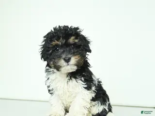 Havapoo dogs for sale: Happy - Ad 4