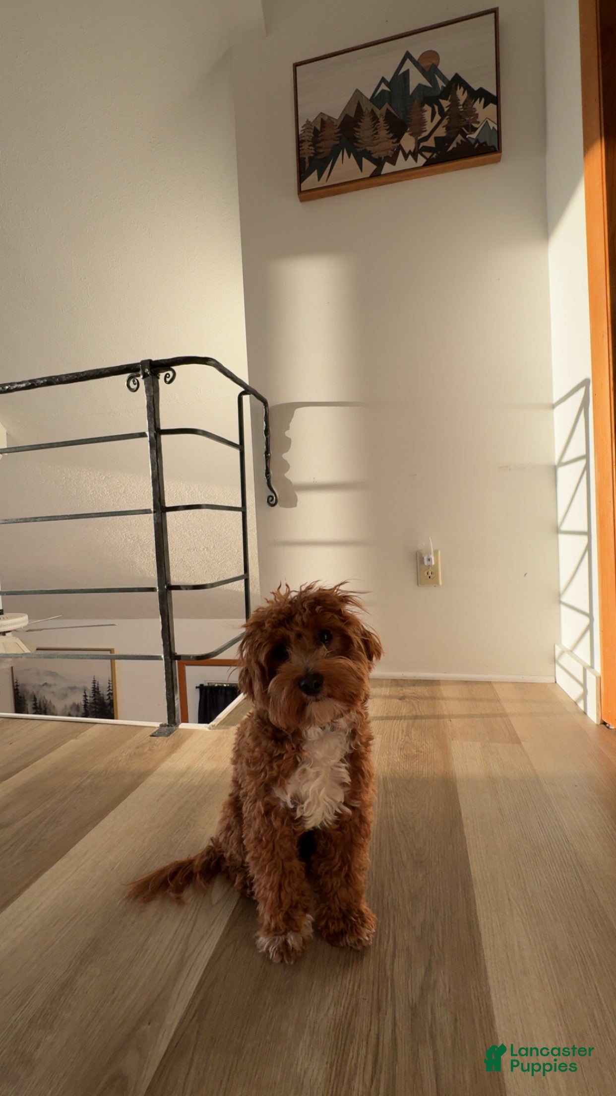 Cavapoo dogs for sale: Cavapoo 2 - Ad 22