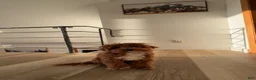 Cavapoo dogs for sale: Cavapoo 2 - Ad 1