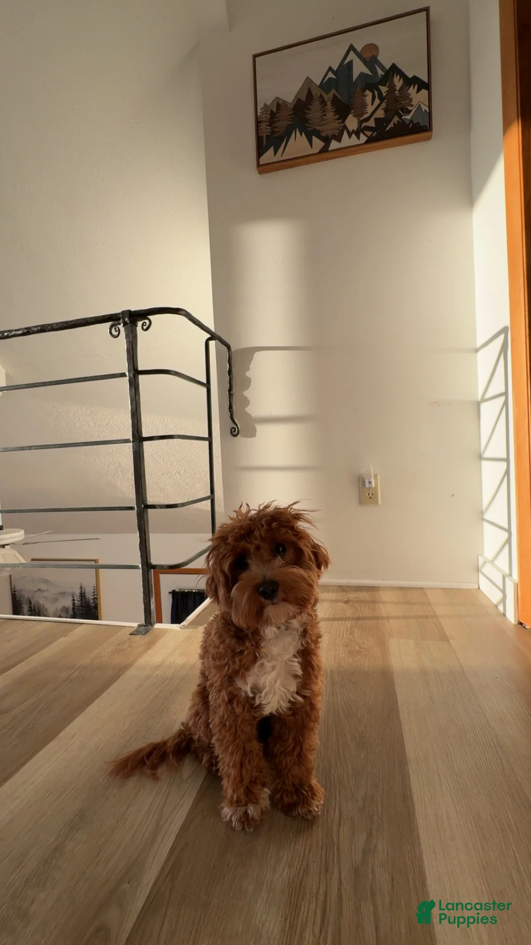 Cavapoo dogs for sale: Cavapoo 2 - Ad 1