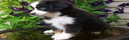 Miniature Australian Shepherd dogs for sale: Milo - Ad 4