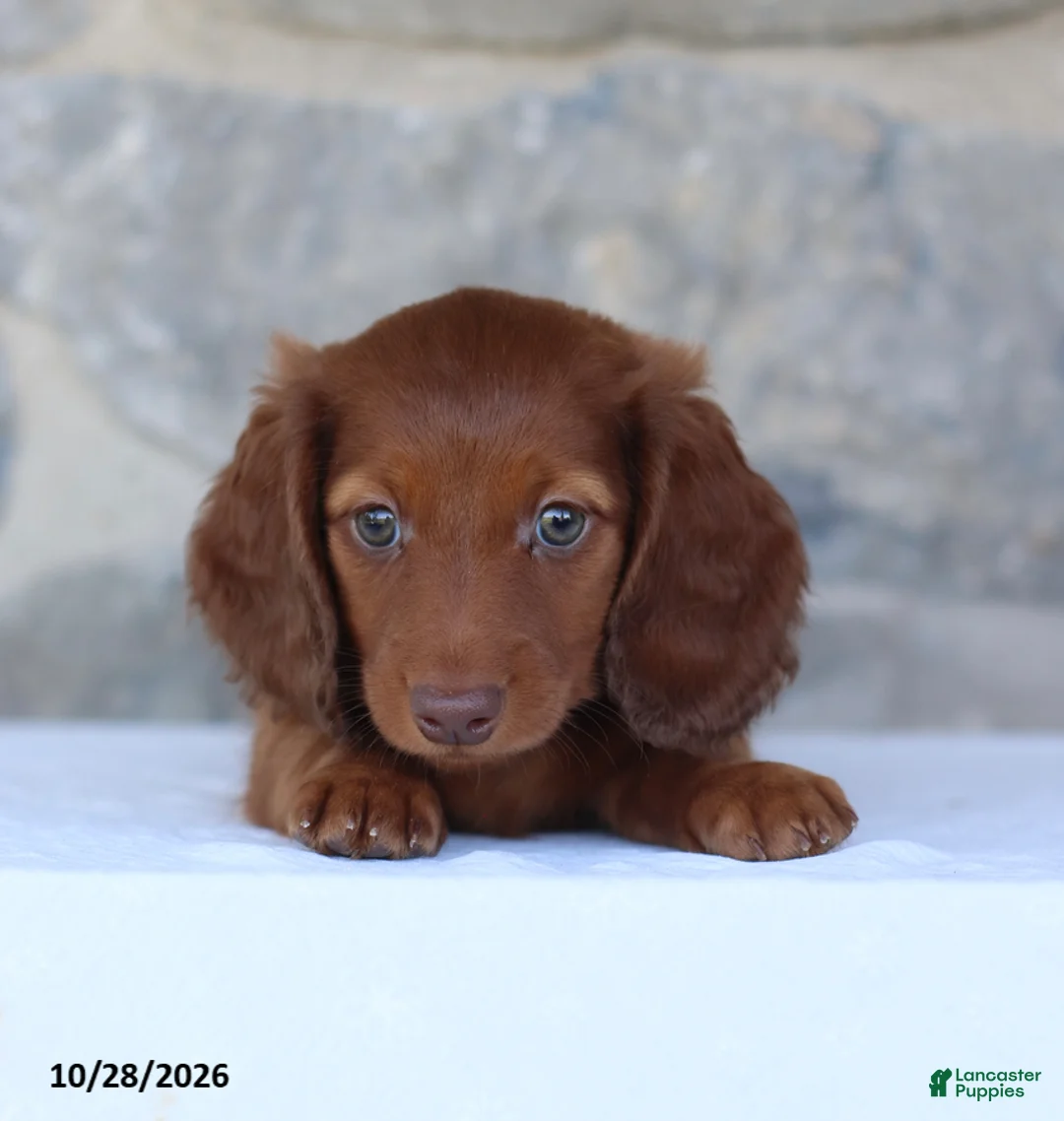 Dachshund dogs for sale: Tony - Ad 1