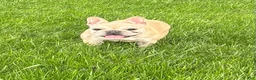French Bulldog dogs for sale: Mila - Ad 1