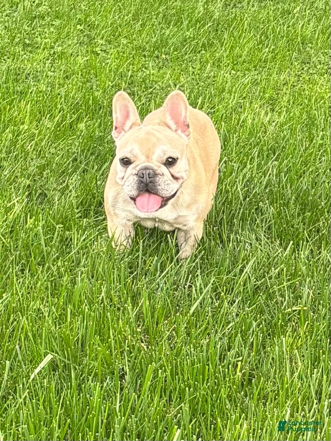 French Bulldog dogs for sale: Mila - Ad 1