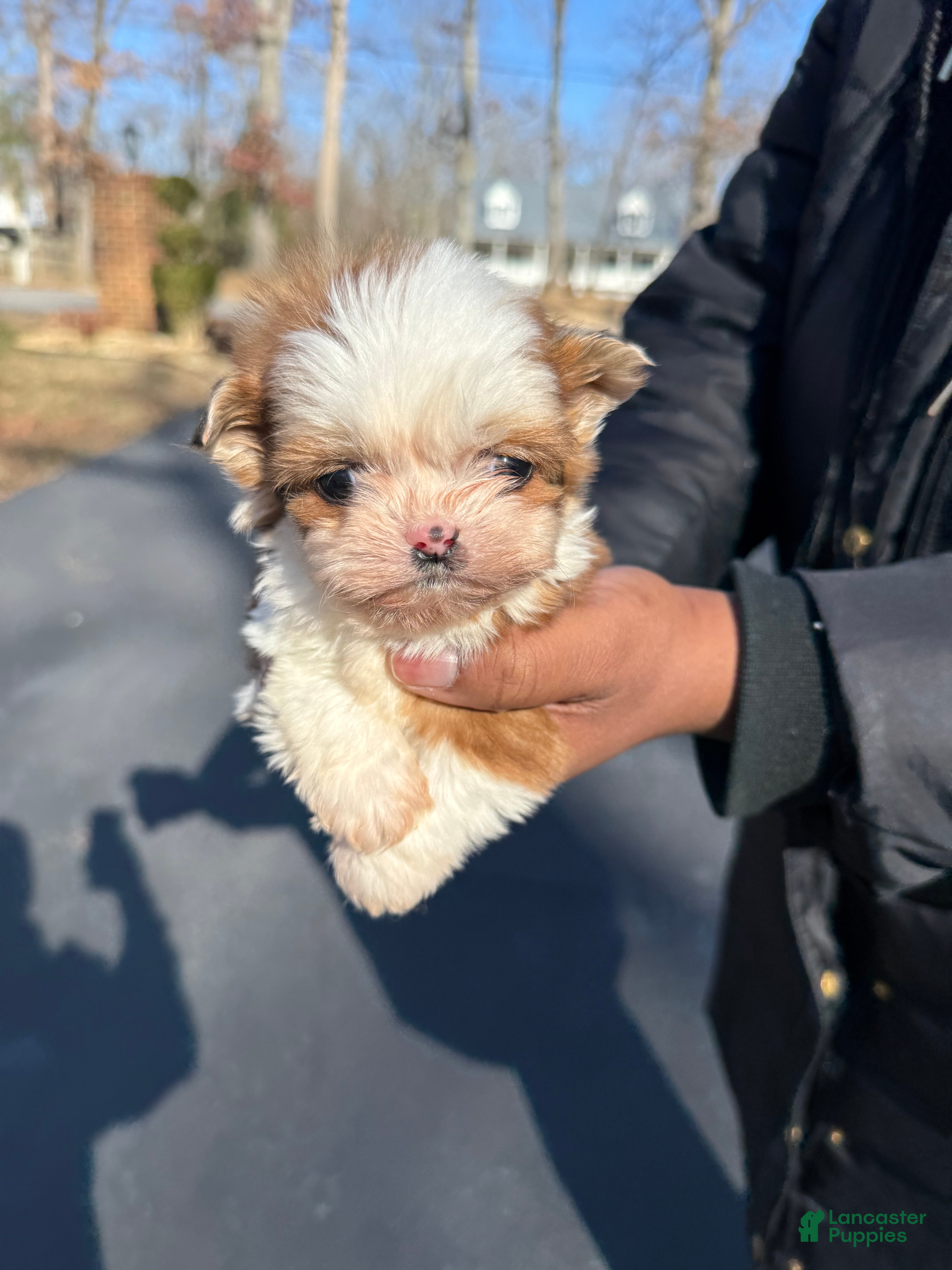 Shihpoo dogs Shihpoo Puppy 2 - Ad 10