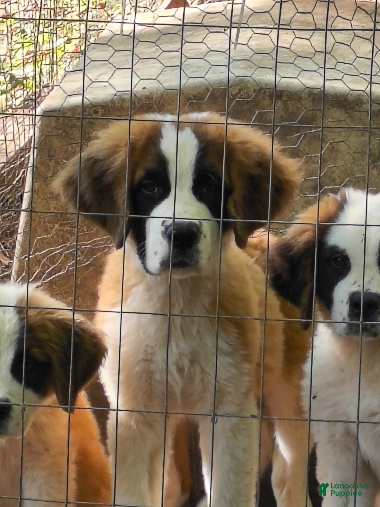 Saint Bernard