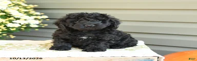 Baxter