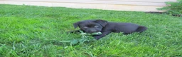 Labrador Retriever dogs for sale: Labrador Retriever Puppy 4 - Ad 4