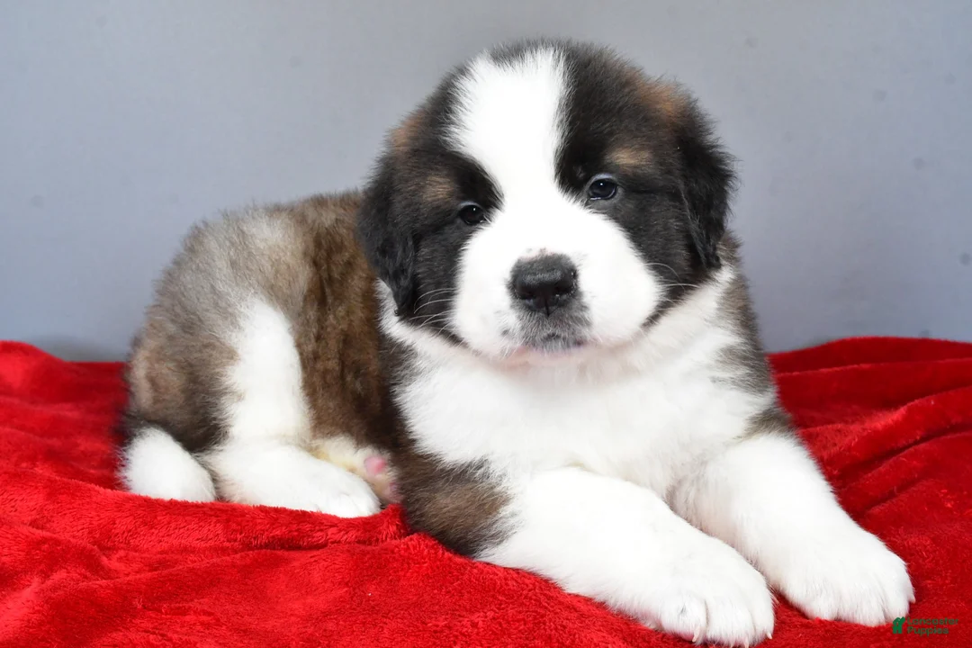 Saint Bernard dogs for sale: dakota - Ad 2