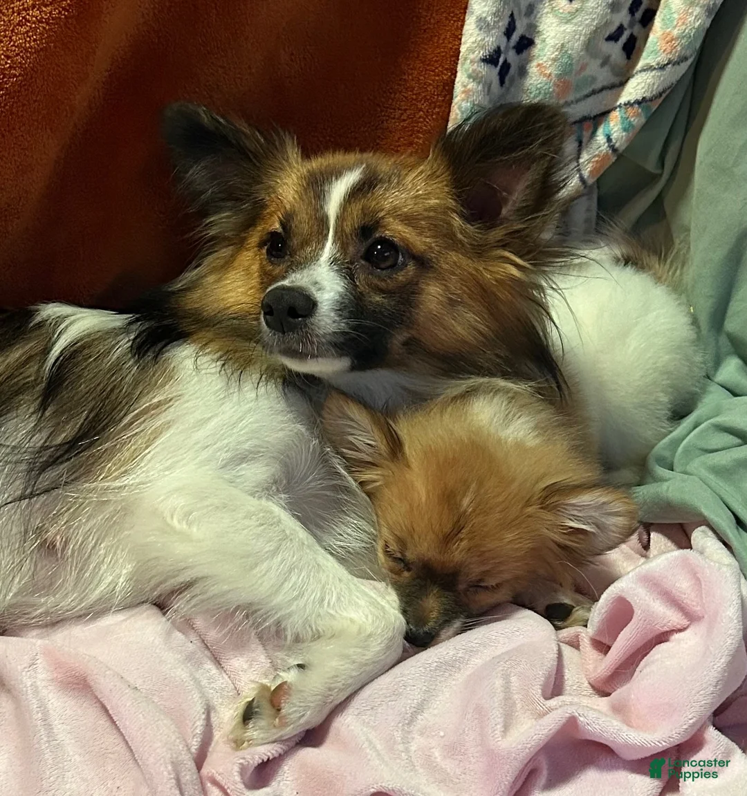 Mixed Breed dogs for sale: Sebastian  - Ad 8