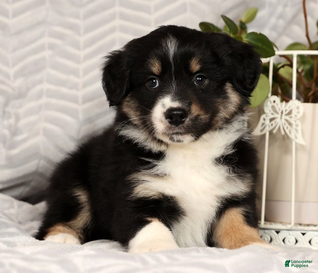 Miniature Australian Shepherd dogs for sale: Jackson - Ad 3