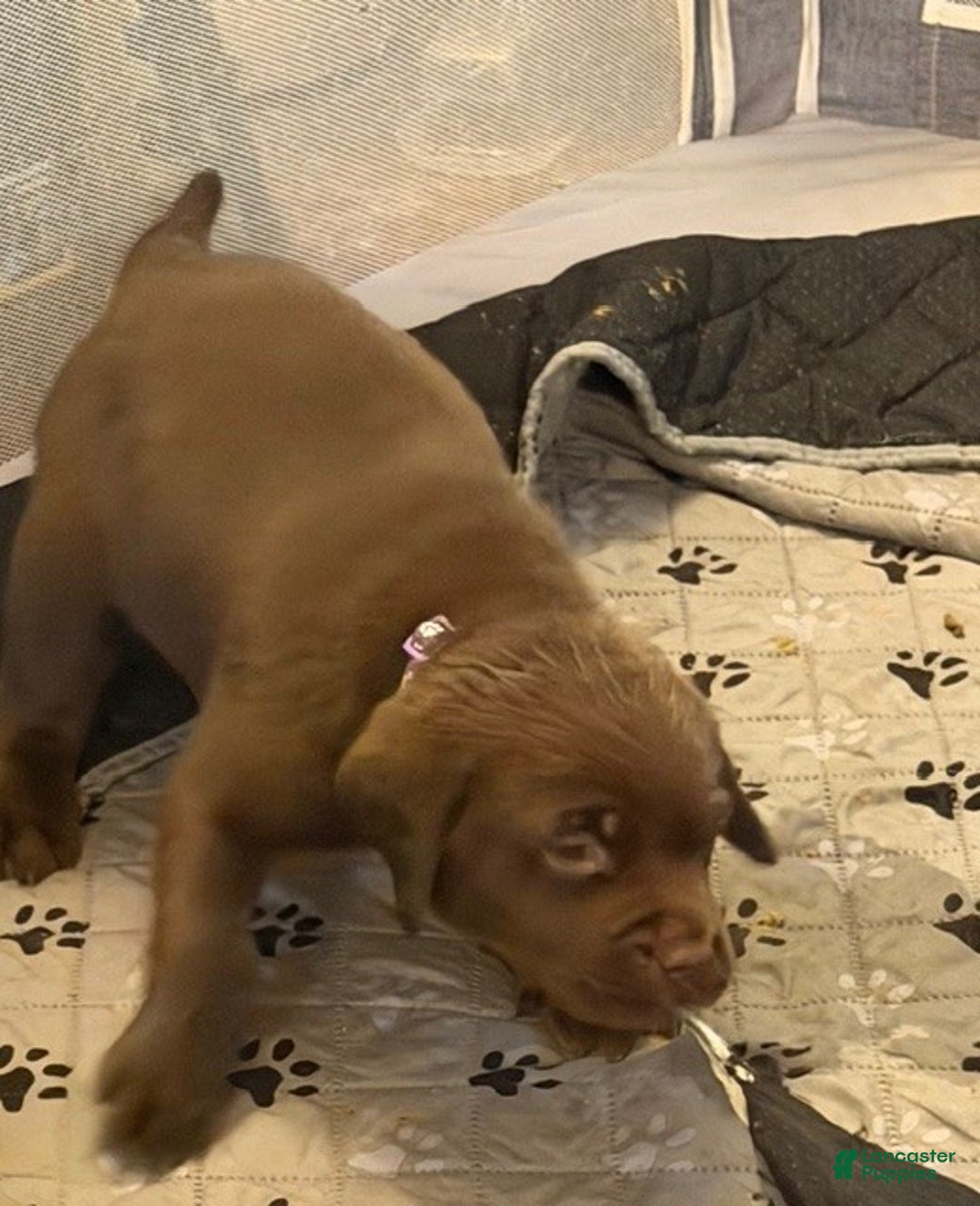 Labrador Retriever dogs for sale: Labrador Retriever Puppy 4 - Ad 1