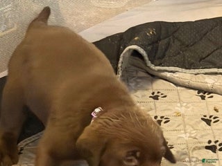 Labrador Retriever dogs Labrador Retriever Puppy 4 - Ad 18