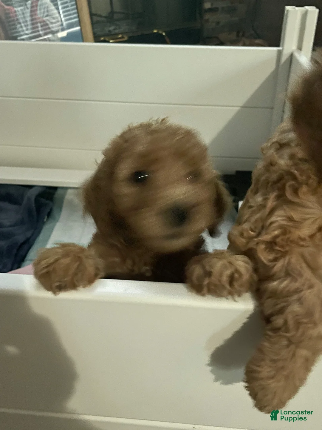 Goldendoodle dogs for sale: Goldendoodle Puppy 2 - Ad 2