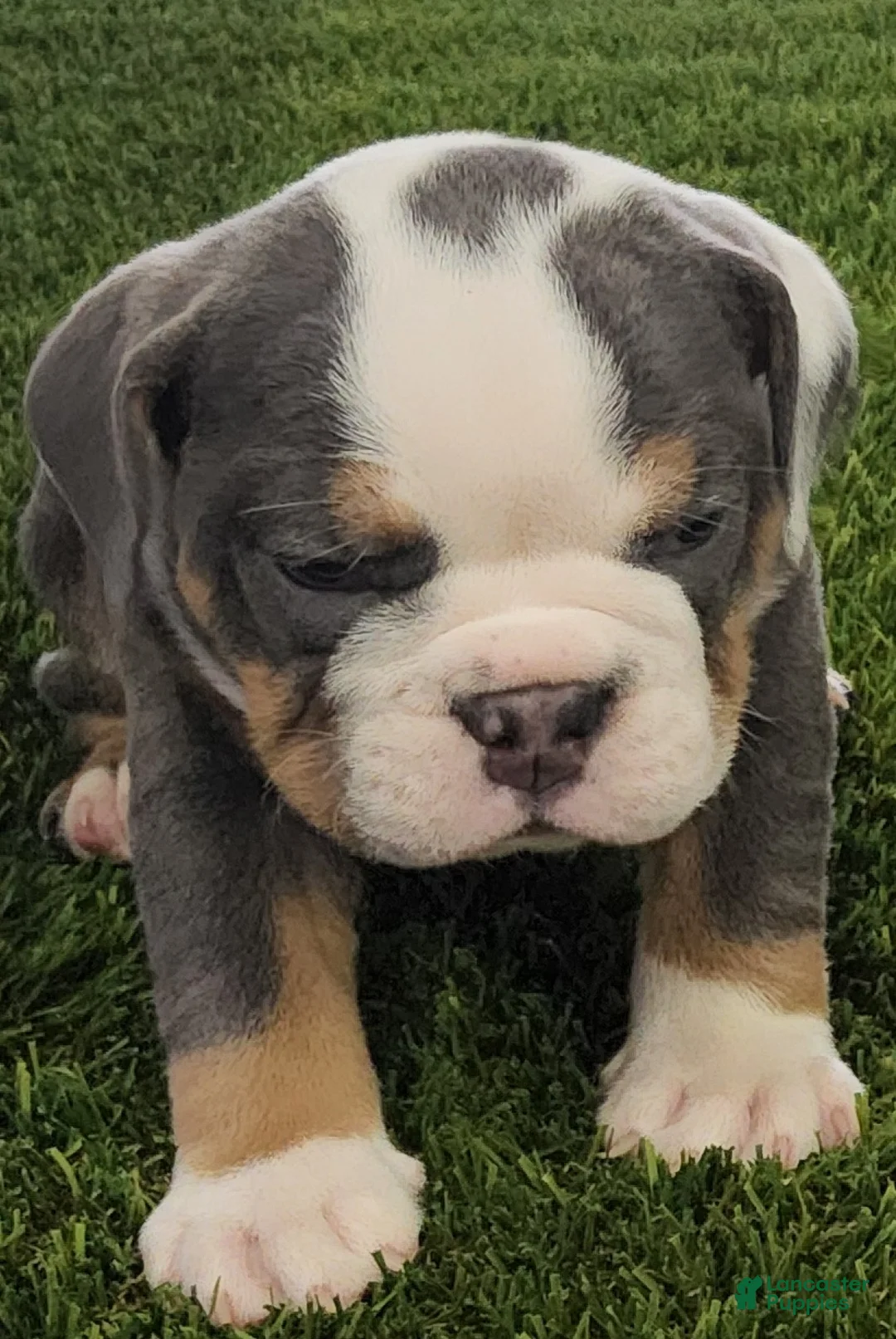English Bulldog dogs for sale: Lila English Bulldog Puppy  - Ad 4