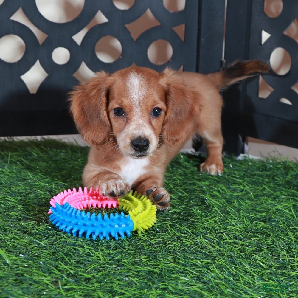 Miniature Dachshund dogs Jasmine Beautiful Red/white Mini Dachshund Puppy - Ad 2
