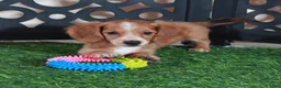 Miniature Dachshund dogs for sale: Jasmine Beautiful Red/white Mini Dachshund Puppy - Ad 2