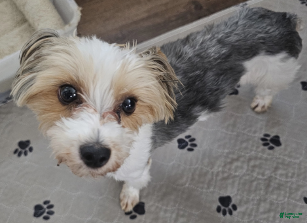 Yorkshire Terrier dogs for sale: Adella - Ad 3