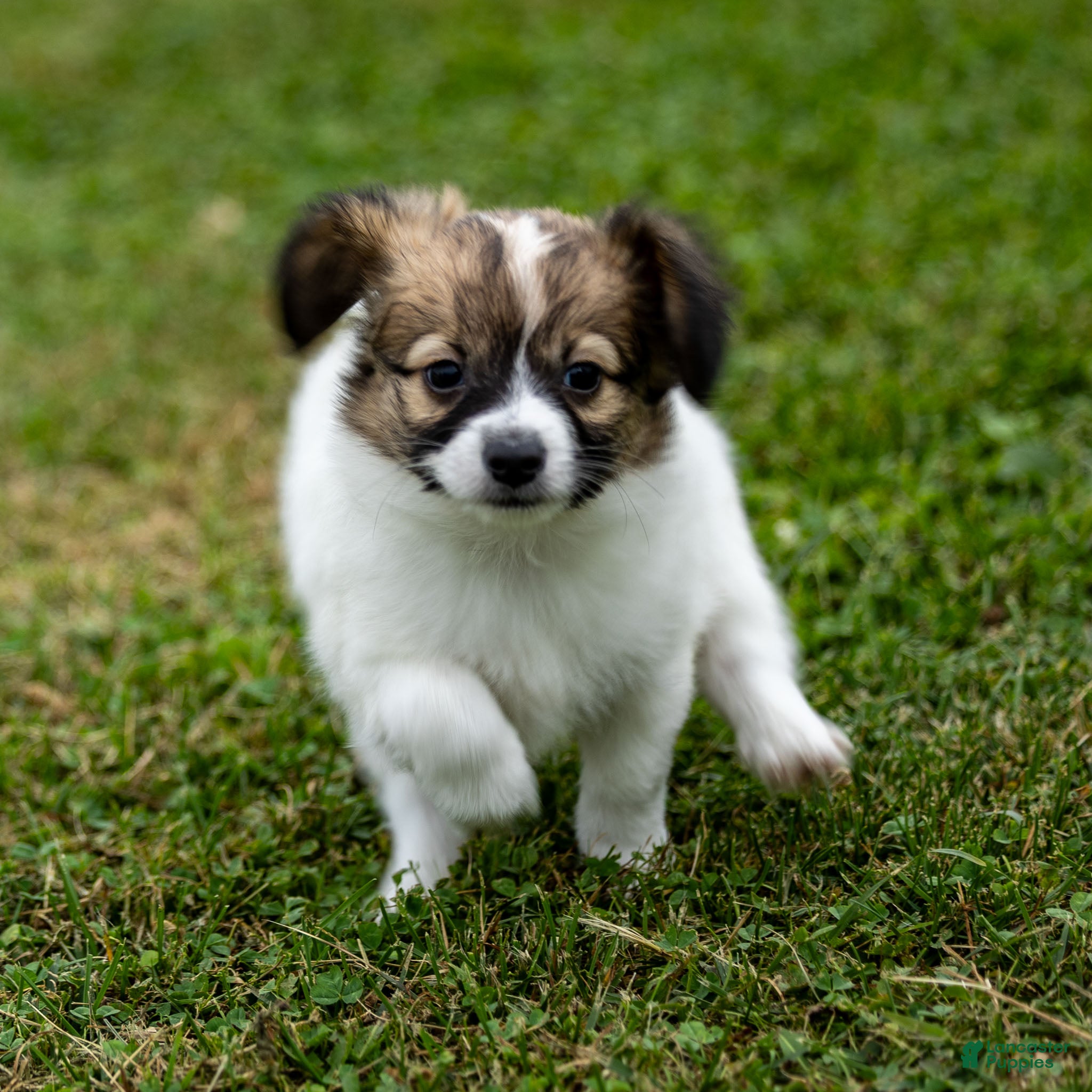 Papillon dogs Rebel - Ad 2