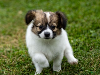 Papillon dogs Rebel - Ad 2