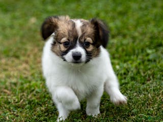 Papillon dogs Rebel - Ad 7