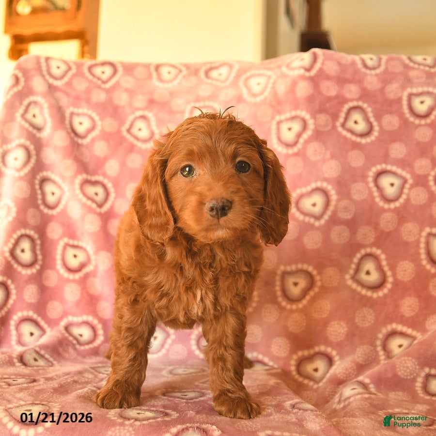 Cockapoo dogs Domino  - Ad 2