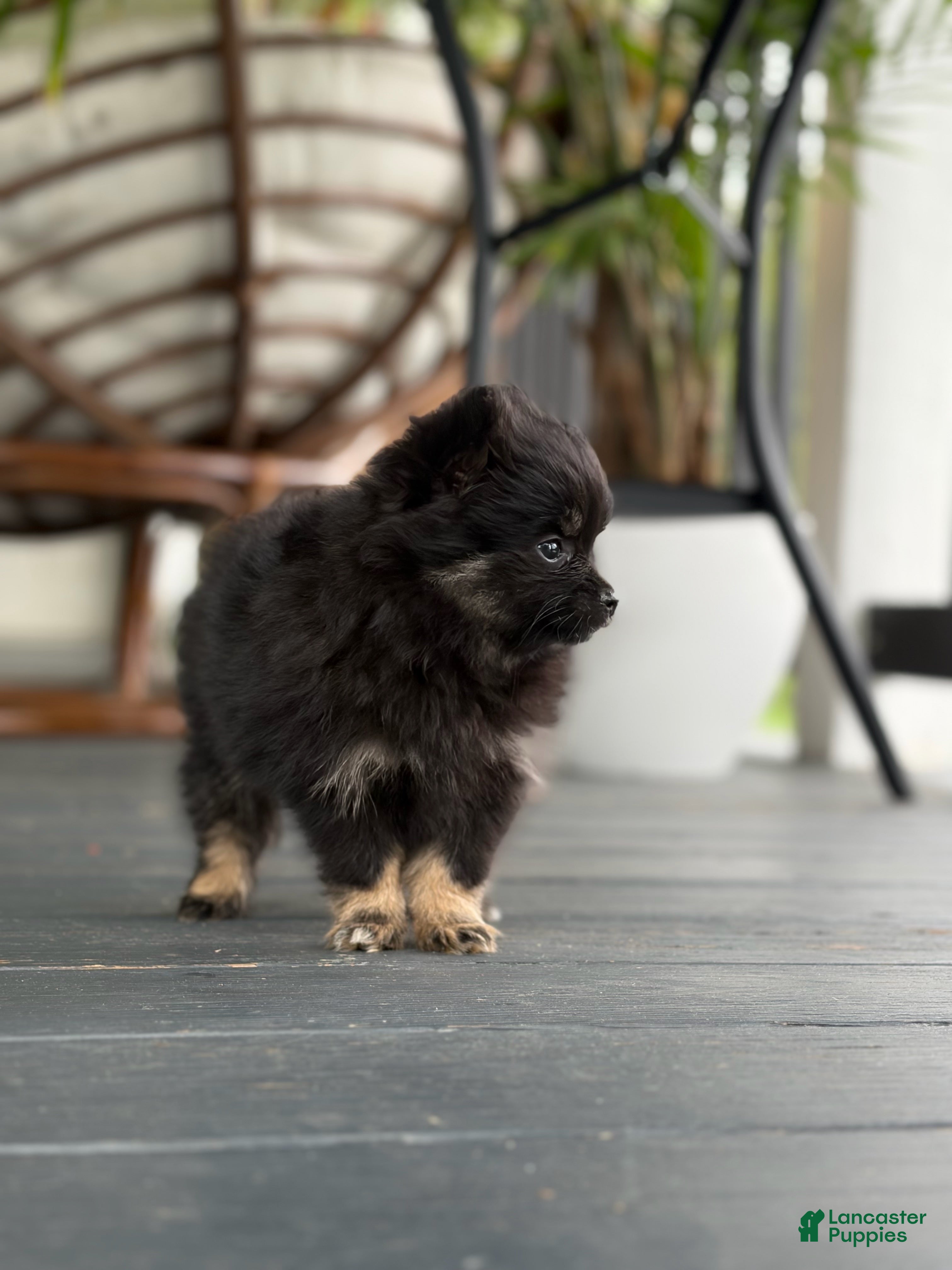 Pomeranian dogs Peanut Butter  - Ad 2