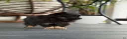 Pomeranian dogs for sale: Peanut Butter  - Ad 2