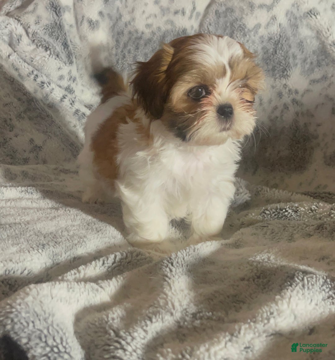 Shih Tzu dogs for sale: Shih Tzu Puppy 1 - Ad 17