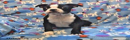 Boston Terrier dogs for sale: Murphy - Ad 3