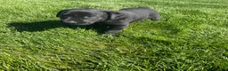 Labrador Retriever dogs for sale: Maggie - Ad 4