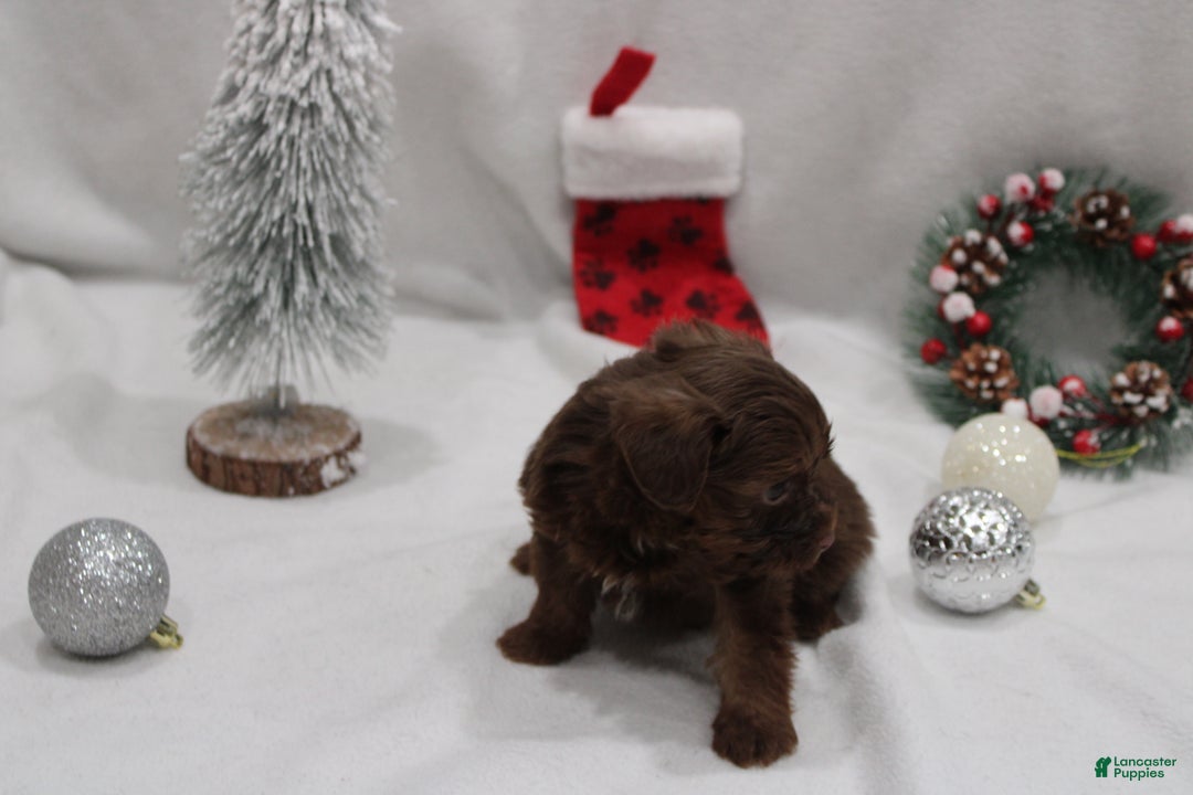 Yorkshire Terrier dogs for sale: Chocolate  - Ad 2