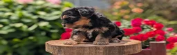 Yorkiepoo dogs for sale: Zya - Ad 4