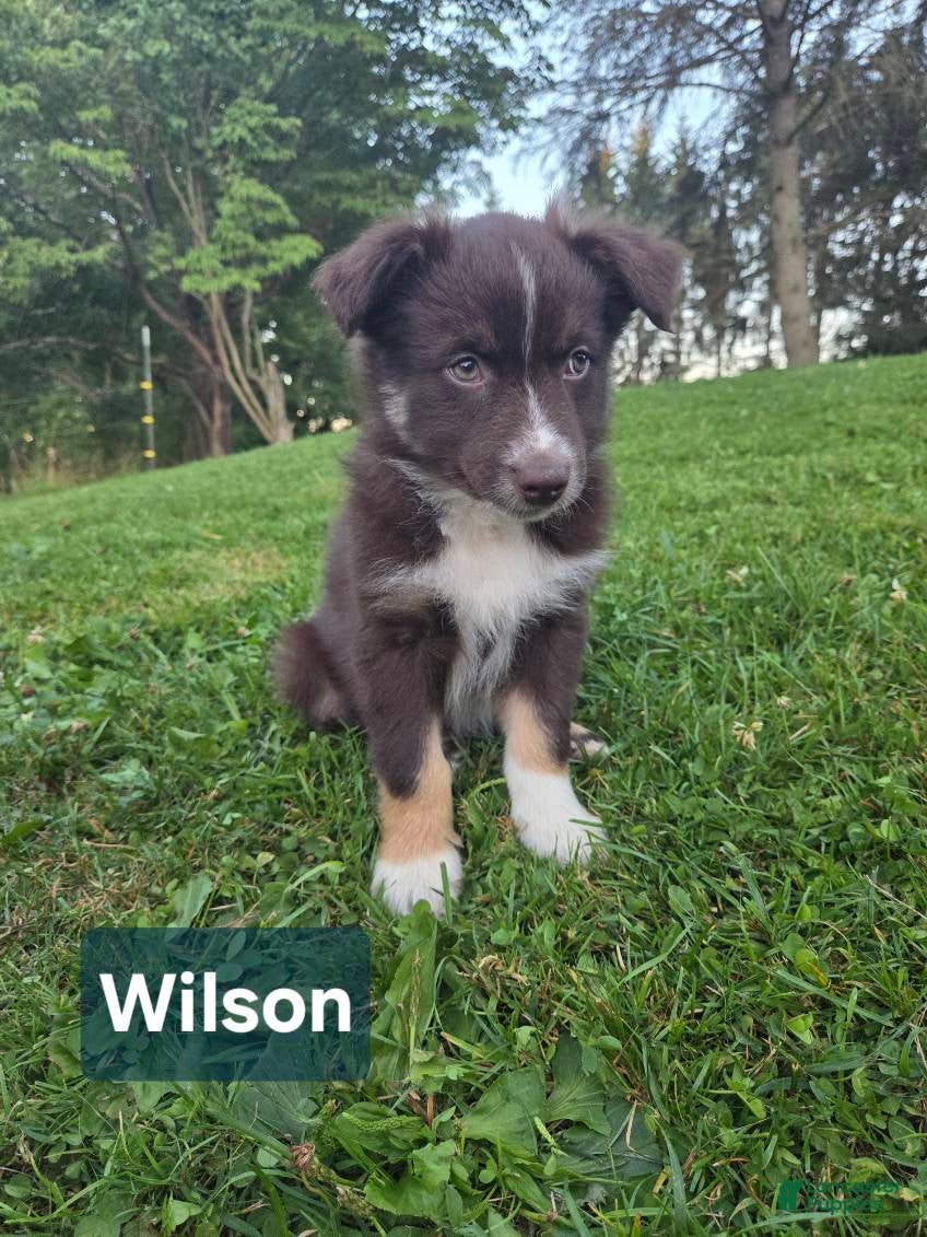 Australian Shepherd dogs for sale: Wilson - Ad 4