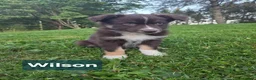 Australian Shepherd dogs for sale: Wilson - Ad 1