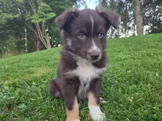 Australian Shepherd dogs Wilson - Ad 3